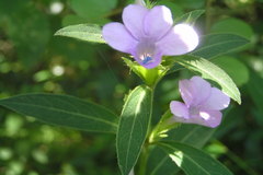 Barleria cristata